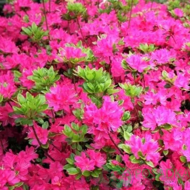 Азалія "Кермезіна", Azalea japonica "Kermesina", 2-х річна, Р9 - Зображення 2