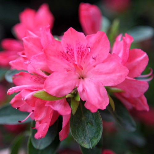 Азалія японська "Блаувс Пінк", Azalea japonica 'Blaauw's Pink', 4-річна, С3 - Зображення 2
