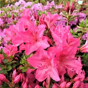Азалія японська "Блаувс Пінк", Azalea japonica 'Blaauw's Pink', 4-річна, С3 - Зображення 3