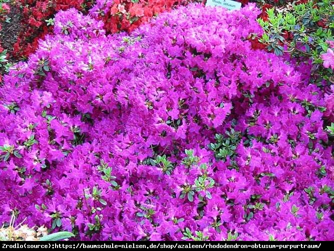 Азалія японська "Пурпуртраум", Azalea japonica "Purpurtraum", 2-річна, Р9 - Зображення 2