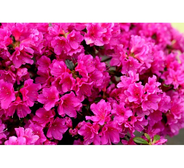 Азалія японська "Пурпуртраум", Azalea japonica "Purpurtraum", 2-річна, Р9 - Зображення 3
