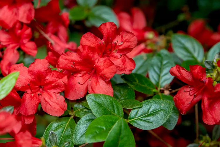 Азалія "Стюартстоніан", Azalea "Stewartstonian", 2-річна, Р9 - Зображення 2