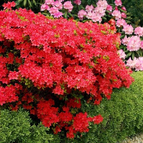 Азалія "Стюартстоніан", Azalea "Stewartstonian", 2-річна, Р9 - Зображення 3