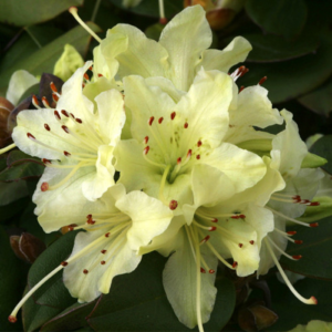 Рододендрон Шемрок (Rhododendron Shamrock) 3-річний