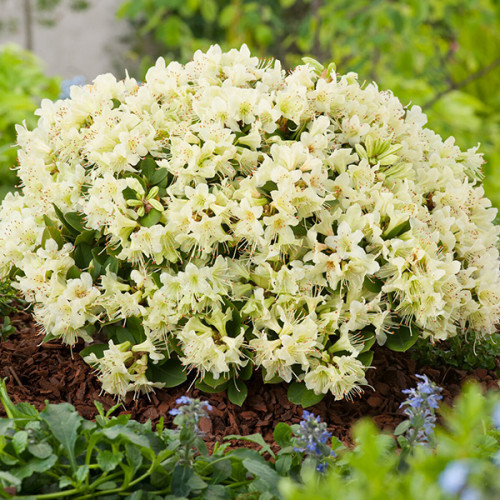 Рододендрон Шемрок (Rhododendron Shamrock) 3-річний - Зображення 2
