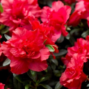 Азалія японська " Марашіно", Azalea japonica "Maraschino" 2-річна, Р9