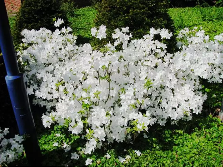 Азалія японська "Шнеевіттхен", Azalea japonica "Schneewittchen", 2-річна, Р9 3-річна - Зображення 4