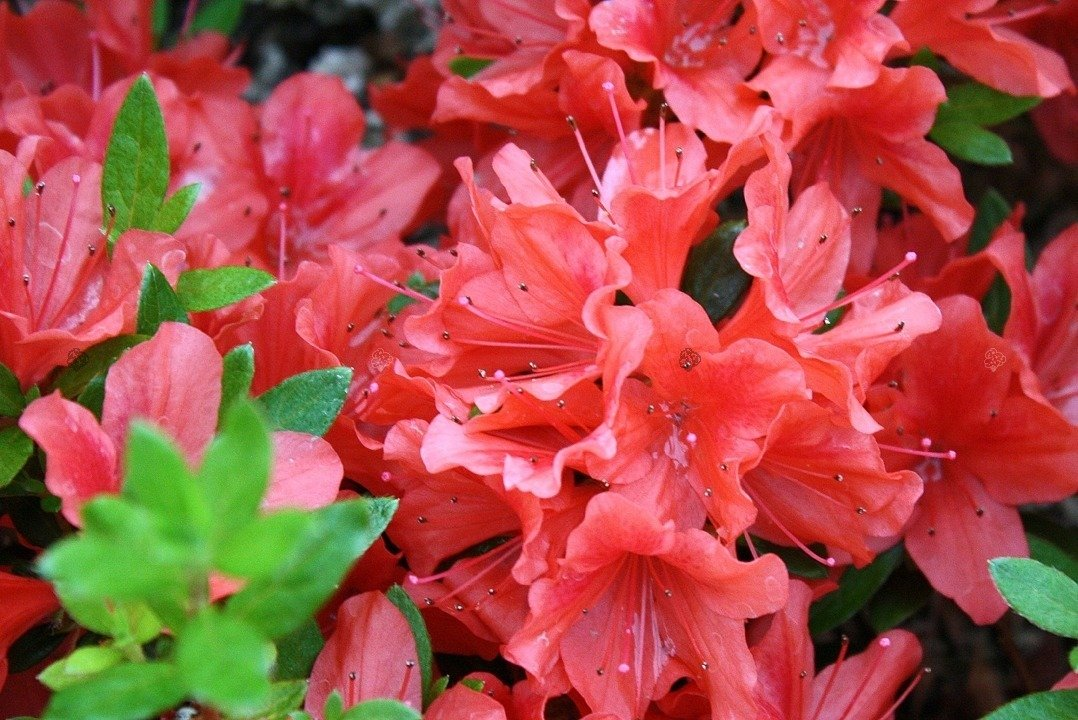 Азалія японська "Джульєтта", Azalea japonica "Juliette", 3-річна, С1, 5 - Зображення 3