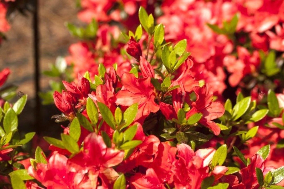Азалія японська "Джульєтта", Azalea japonica "Juliette", 3-річна, С1, 5 - Зображення 4