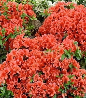 Азалія японська "Джульєтта", Azalea japonica "Juliette", 3-річна, С1, 5 - Зображення 5