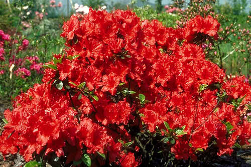 Азалія японська "Джульєтта", Azalea japonica "Juliette", 3-річна, С1, 5 - Зображення 2