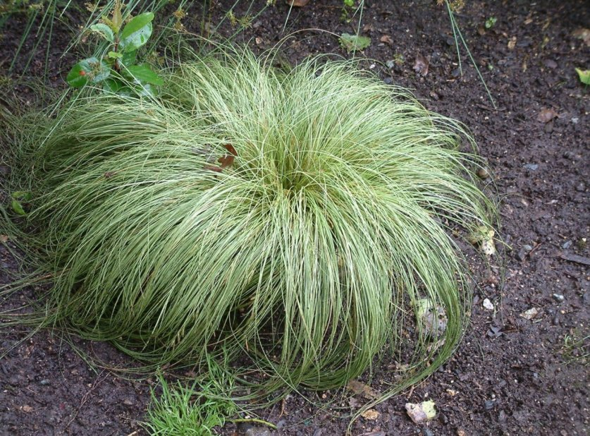 Осока волосоподібна 'Фростед Керлс' (Carex comans 'Frosted Curls') 3-річна - Зображення 2
