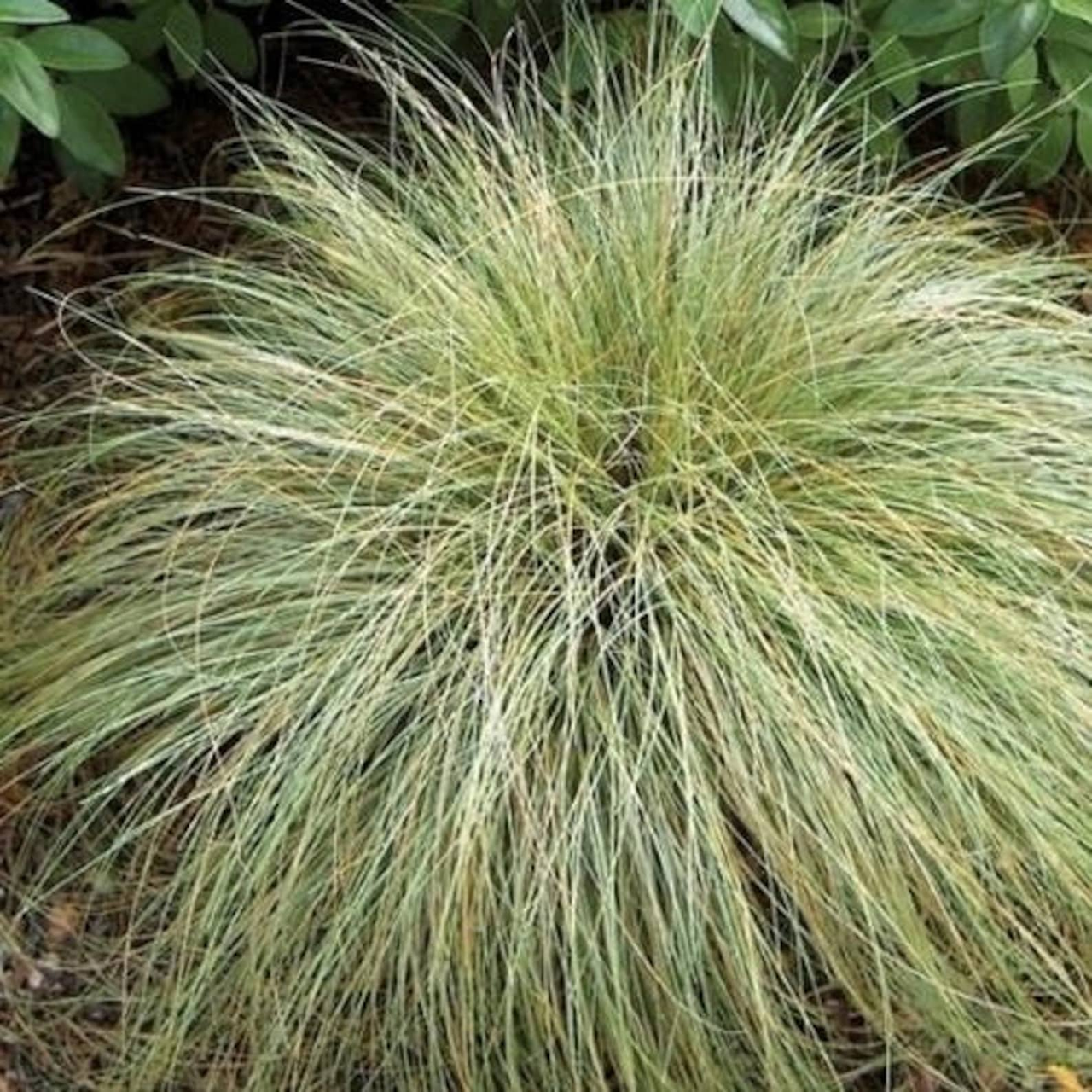 Осока волосоподібна 'Фростед Керлс' (Carex comans 'Frosted Curls') 3-річна