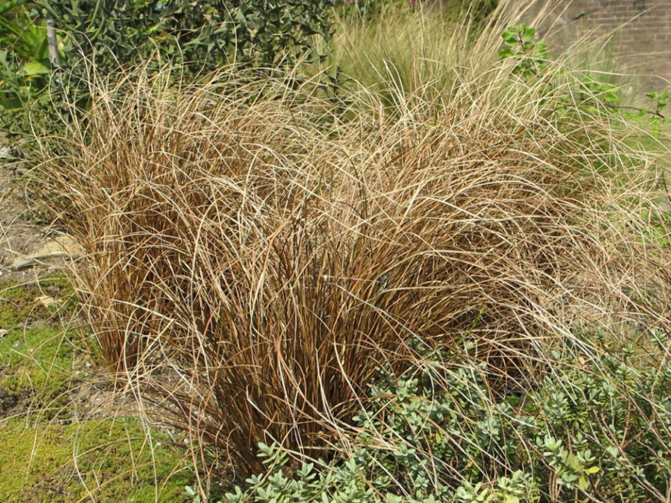 Осока джгутикова "Auruga" (Carex flagellifera 'Auruga') 2-річна - Зображення 3