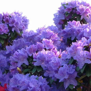 Рододендрон Августина "Аквамарин", Rhododendron augustinii "Aquamarin", 2-річний, Р9
