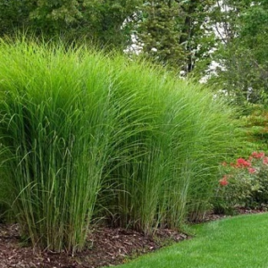 Міскантус китайський 'Граціллімус' (Miscanthus sinensis 'Gracillimus') 3-річний