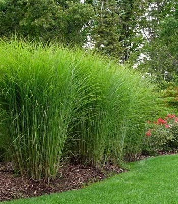 Міскантус китайський 'Граціллімус' (Miscanthus sinensis 'Gracillimus') 3-річний