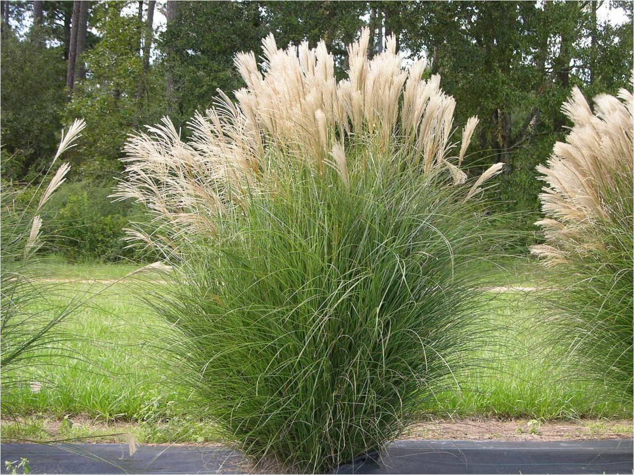 Міскантус китайський 'Граціллімус' (Miscanthus sinensis 'Gracillimus') 3-річний - Зображення 2