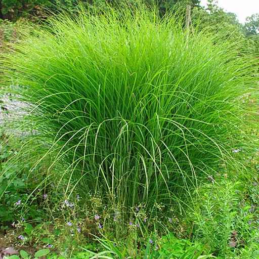 Міскантус китайський 'Граціллімус' (Miscanthus sinensis 'Gracillimus') 3-річний - Зображення 3