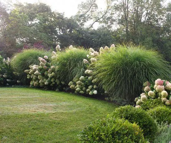Міскантус китайський 'Граціллімус' (Miscanthus sinensis 'Gracillimus') 3-річний - Зображення 4