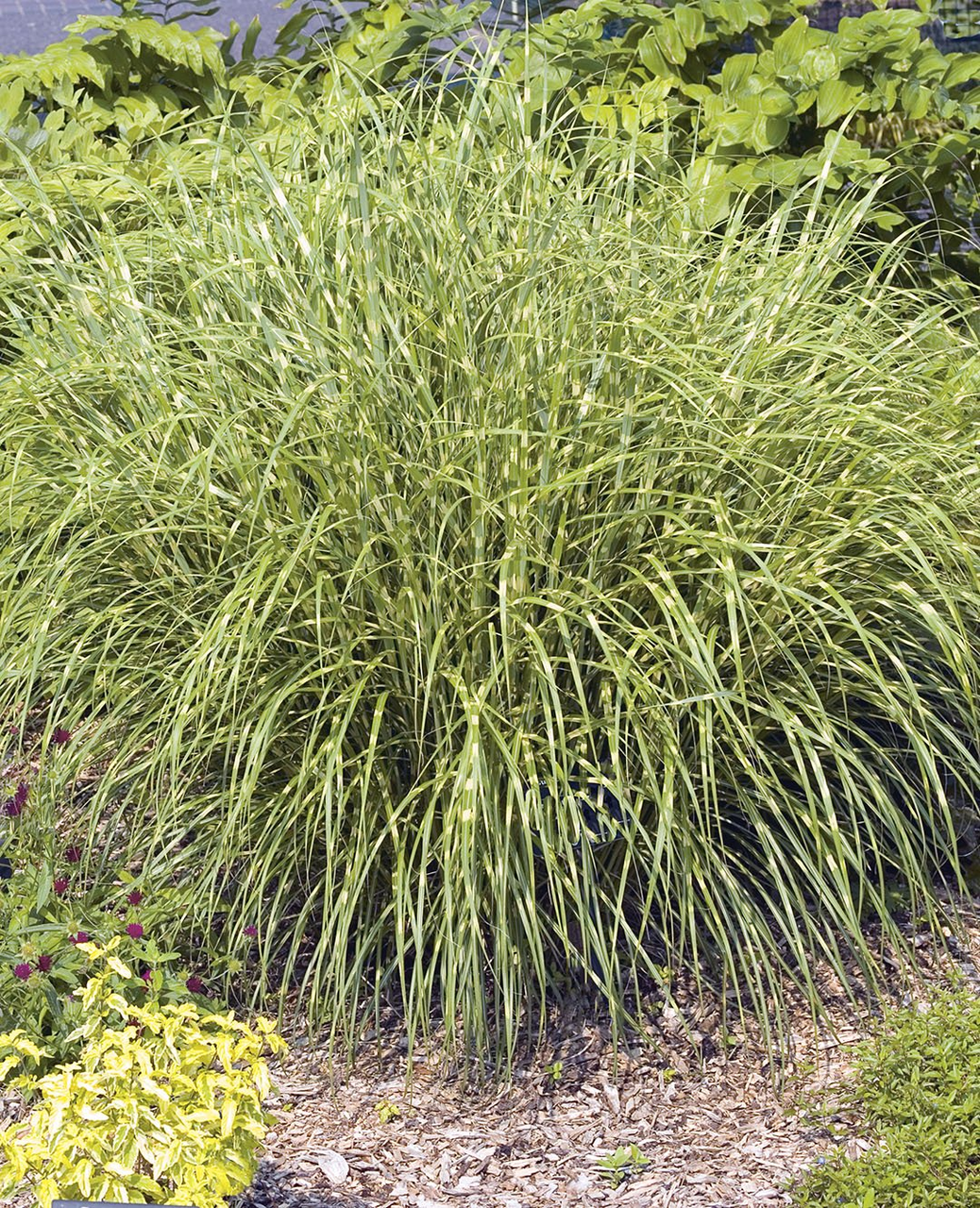 Міскантус китайский Стріктус дварф (Miscanthus sinensis Strictus Dwarf ) 3-річний - Зображення 3