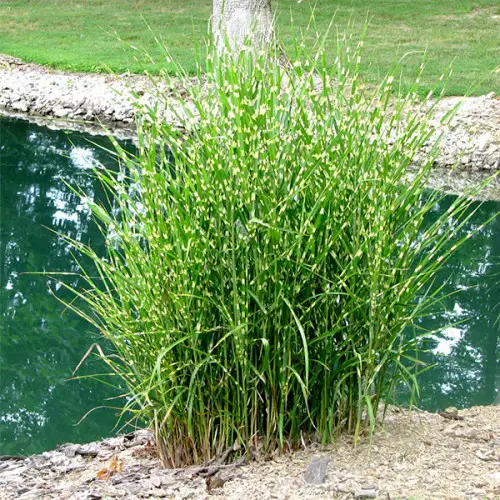 Міскантус китайский Стріктус дварф (Miscanthus sinensis Strictus Dwarf ) 3-річний - Зображення 2