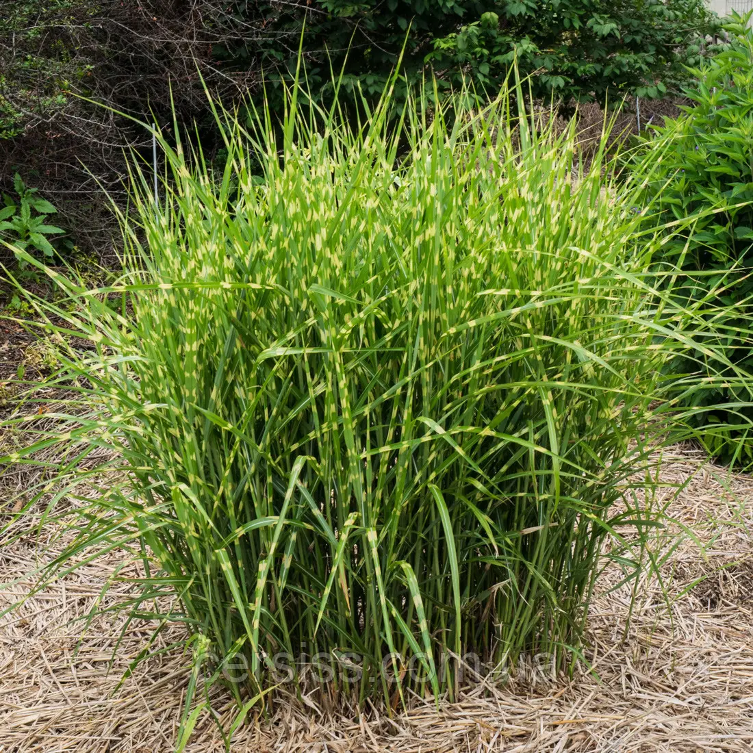 Міскантус китайский Стріктус дварф (Miscanthus sinensis Strictus Dwarf ) 3-річний