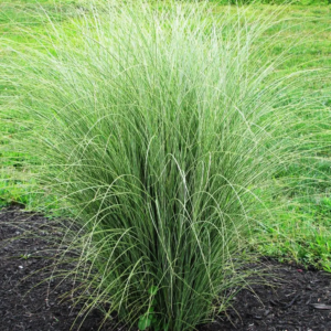 Міскантус китайський Монінг Лайт Miscanthus sinensis Morning Light) 2-річний
