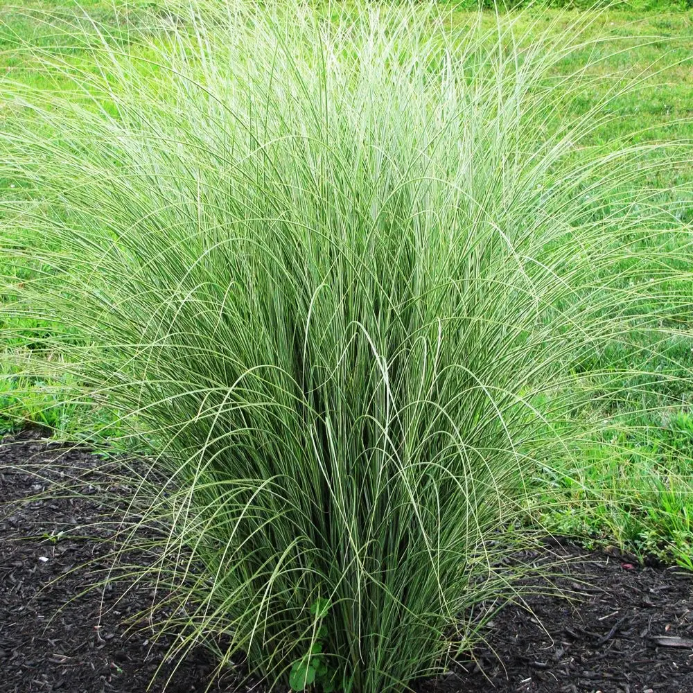 Міскантус китайський Монінг Лайт Miscanthus sinensis Morning Light) 2-річний