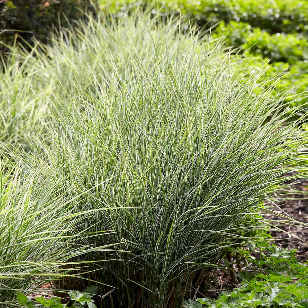 Міскантус китайський Монінг Лайт Miscanthus sinensis Morning Light) 2-річний - Зображення 2