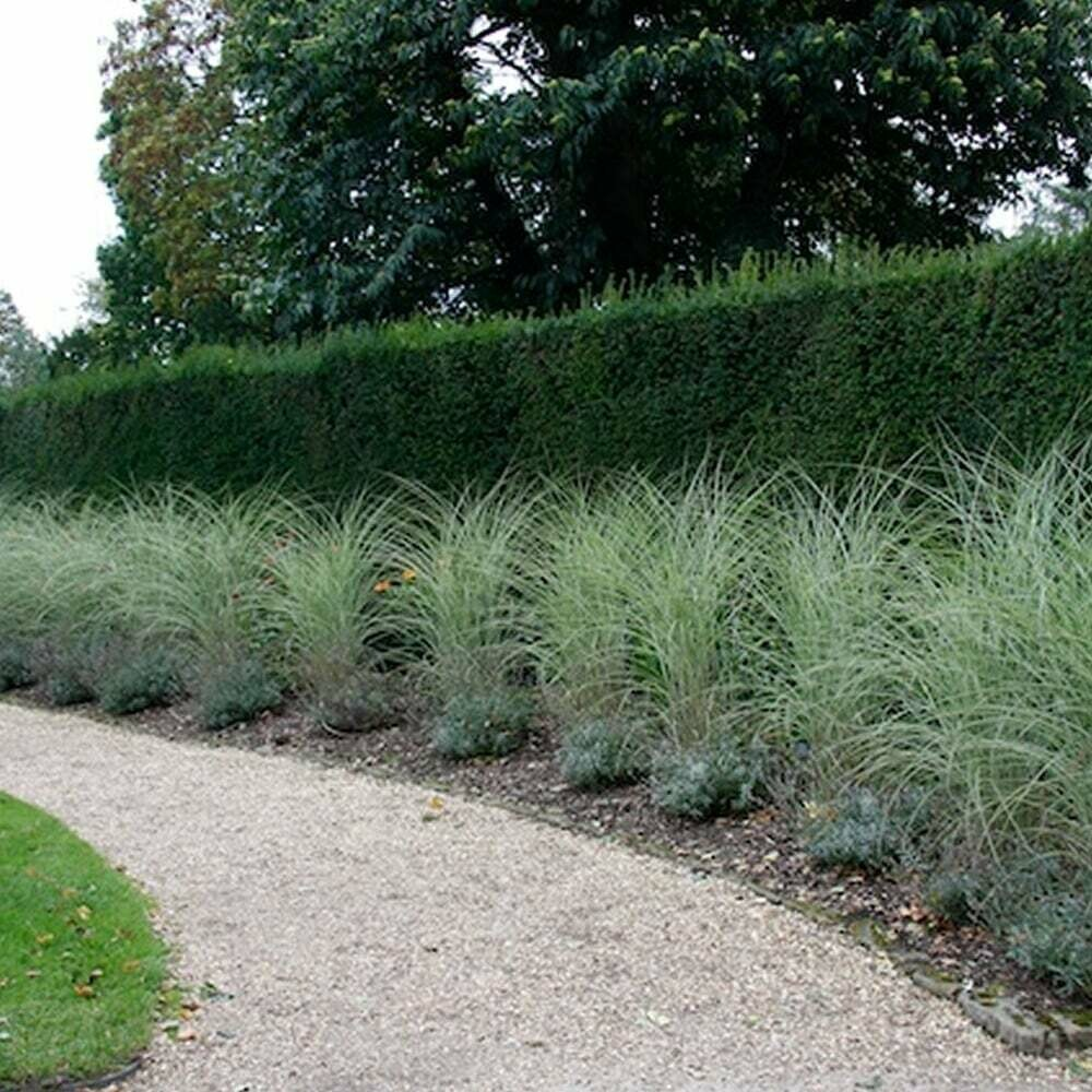 Міскантус китайський Монінг Лайт Miscanthus sinensis Morning Light) 2-річний - Зображення 3