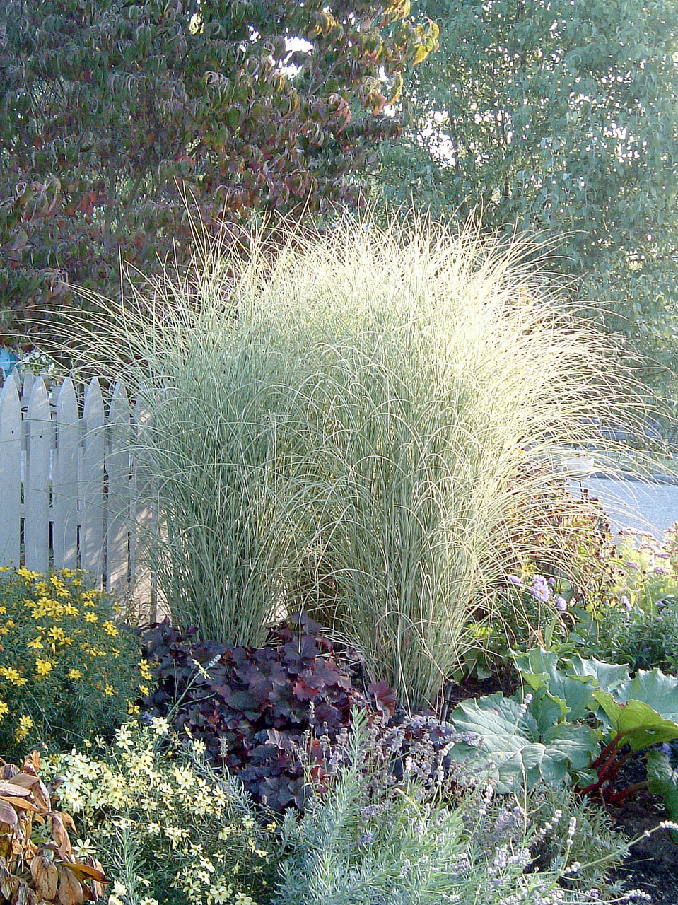 Міскантус китайський Монінг Лайт Miscanthus sinensis Morning Light) 2-річний - Зображення 4