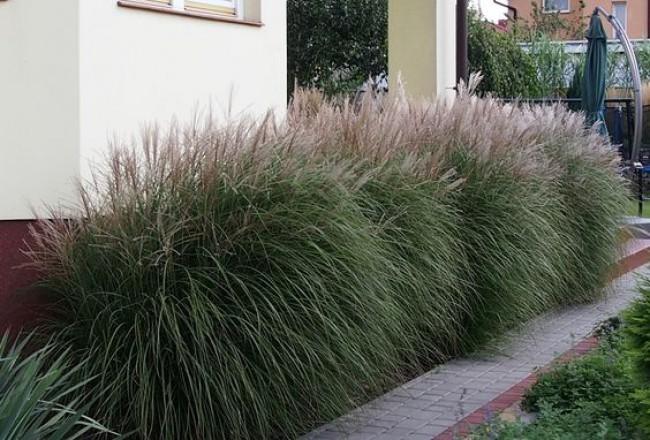 Міскантус Кляйн Сільберспін / Miscanthus Kleine Silberspinne 2-річні - Зображення 2