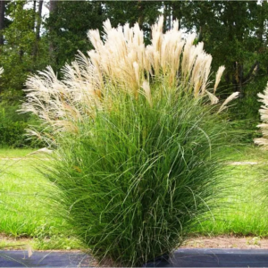 Міскантус Кляйн Сільберспін / Miscanthus Kleine Silberspinne 2-річні