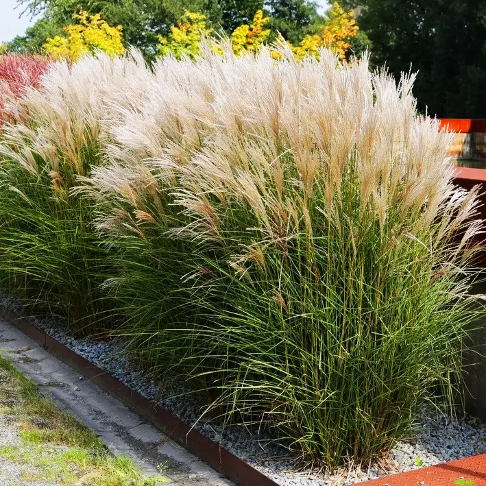 Міскантус Кляйн Сільберспін / Miscanthus Kleine Silberspinne 2-річні - Зображення 3