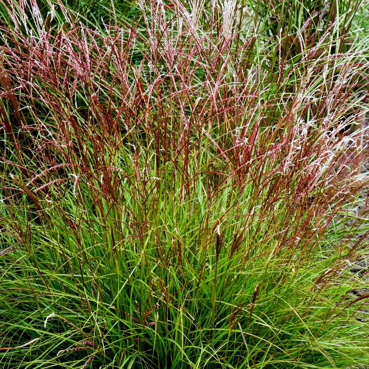 Міскантус китайський Кут Ван ( Miscanthus Cute One) 2-річний - Зображення 2