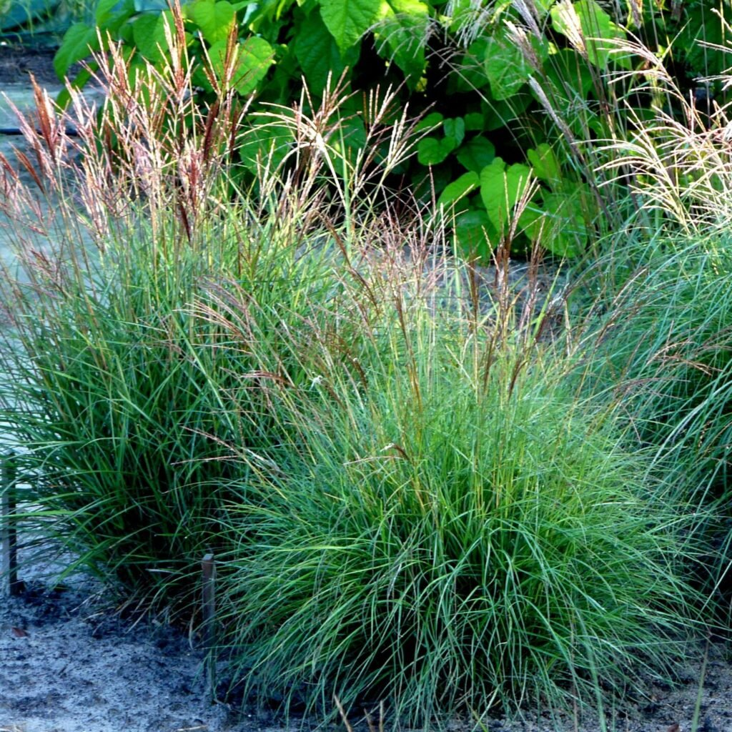 Міскантус китайський Кут Ван ( Miscanthus Cute One) 2-річний - Зображення 3