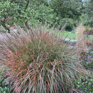 Міскантус китайський "Purple Fall" (Miscanthus sinensis "Purple Fall"), С2