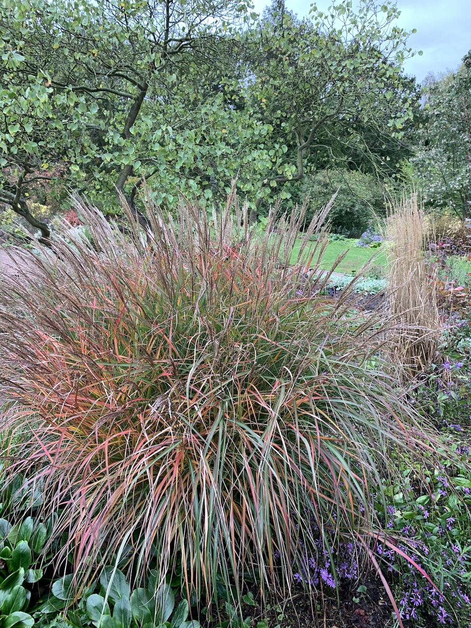 Міскантус китайський "Purple Fall" (Miscanthus sinensis "Purple Fall"), С2