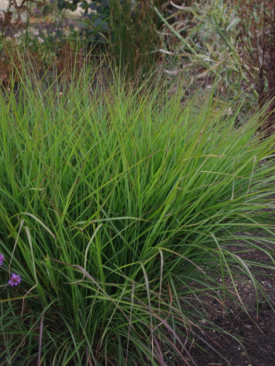Міскантус китайський "Purple Fall" (Miscanthus sinensis "Purple Fall"), С2 - Зображення 3