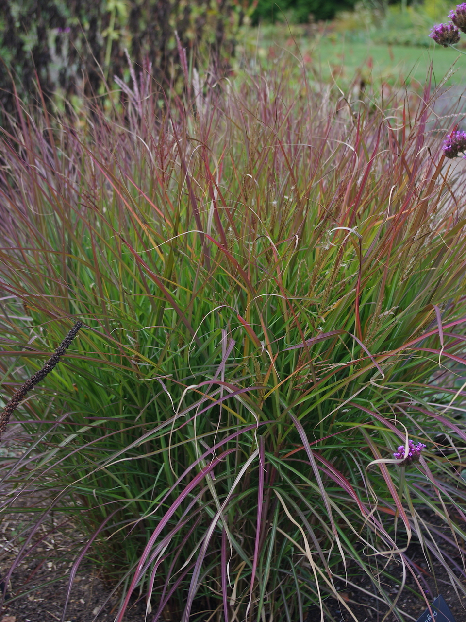 Міскантус китайський "Purple Fall" (Miscanthus sinensis "Purple Fall"), С2 - Зображення 2