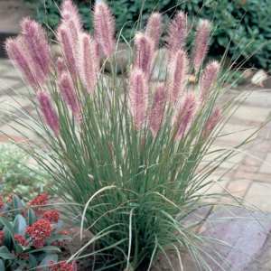 Пеннісетум лисохвостий 'Red Head' ( Pennisetum alopecuroides Red Head)