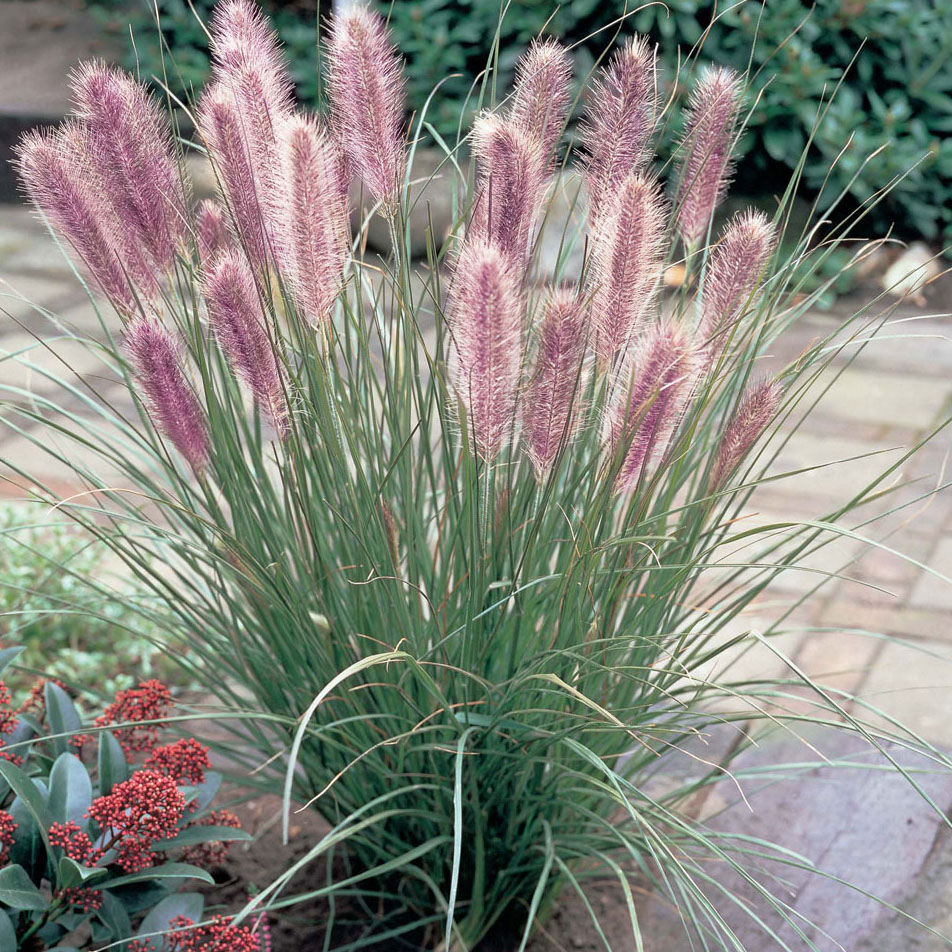 Пеннісетум лисохвостий 'Red Head' ( Pennisetum alopecuroides Red Head)