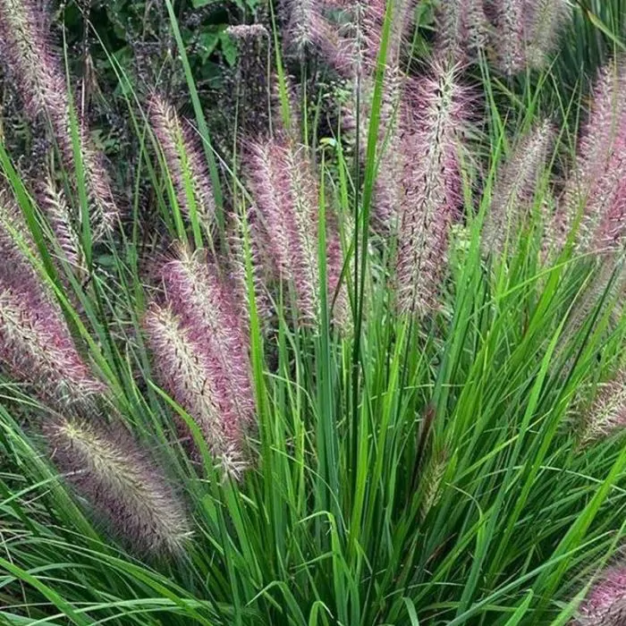 Пеннісетум лисохвостий 'Red Head' ( Pennisetum alopecuroides Red Head) - Зображення 2