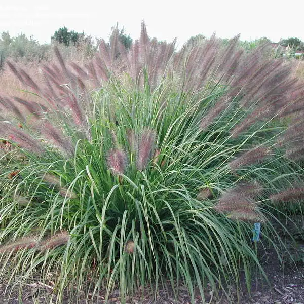 Пеннісетум лисохвостий 'Red Head' ( Pennisetum alopecuroides Red Head) - Зображення 3