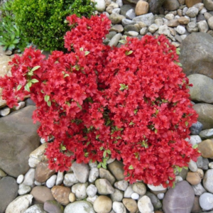 Азалія японська Fridoline 3- річна, Azalea japonica Fridoline