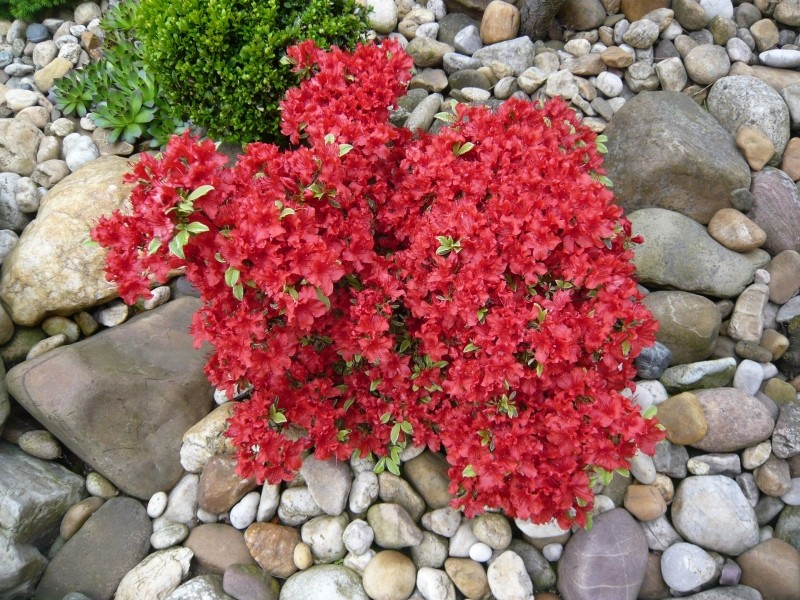 Азалія японська Fridoline 3- річна, Azalea japonica Fridoline