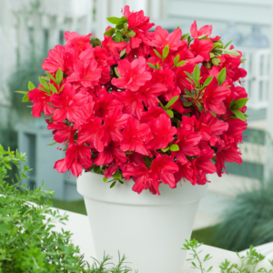 Азалія японська "Арабеска" 3-річна, Azalea japonica "Arabeska"