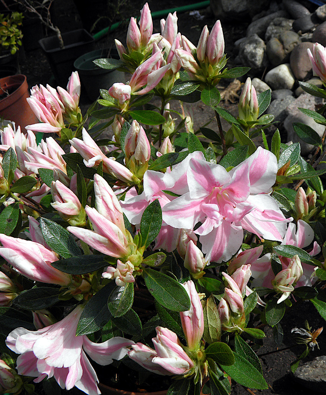 Азалія японська "Меллі", Azalea japonica Melle, 4-х річна, С3 - Зображення 5