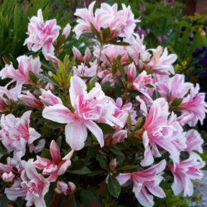Азалія японська "Меллі", Azalea japonica Melle, 4-х річна, С3
